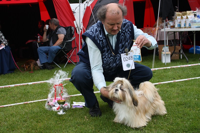 Shih Tzu danmark